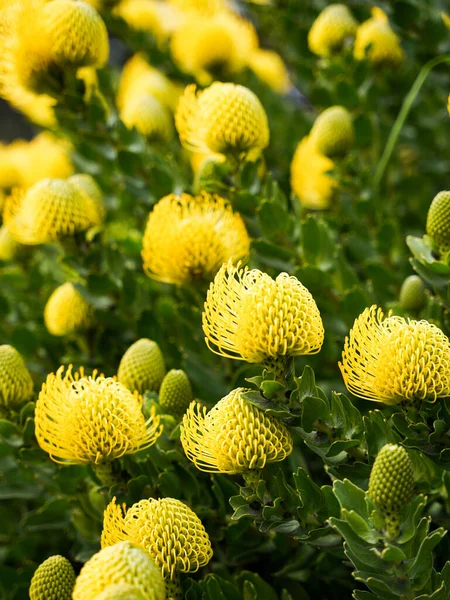 Closeup Yellow Flowers Field — Stock Photo, Image