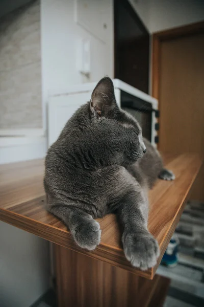 Tiro Vertical Gato Preto Bonito Deitado Uma Superfície Madeira — Fotografia de Stock