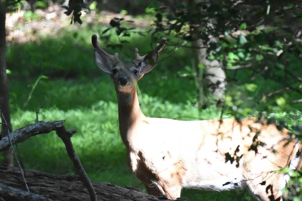 森の中に角のある野生の鹿 — ストック写真