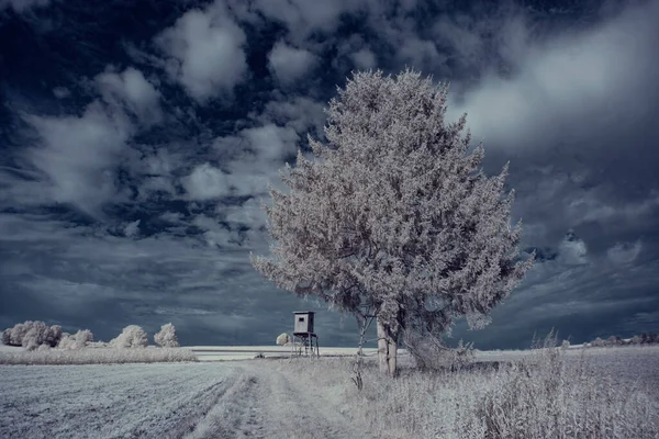 Landscape Snowy Trees Sky Clouds — Stock Photo, Image