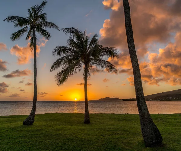 美国夏威夷檀香山落日的天空背景下 莫纳鲁阿湾海滩上的椰子树令人叹为观止 — 图库照片