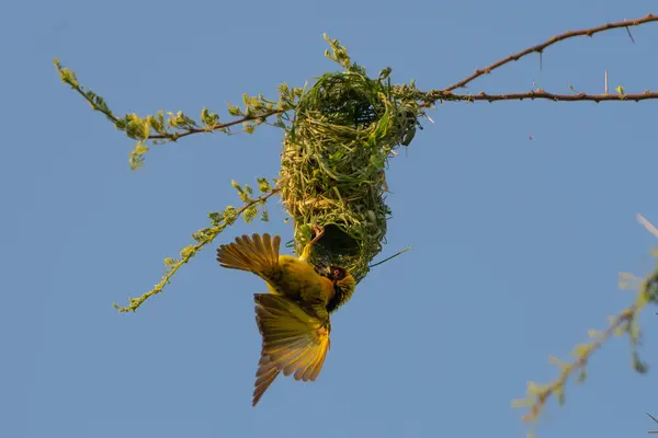Detailní Záběr Žlutého Ptáka Serengeti Tanzanii — Stock fotografie