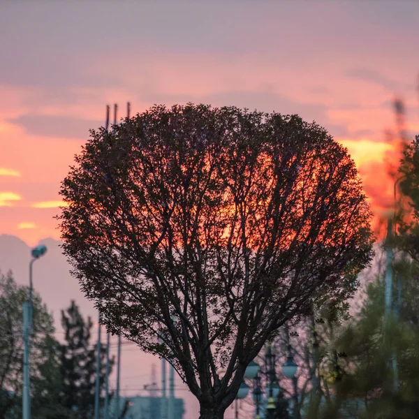 Silhouette Large Tree Sunset Sky — Stock Photo, Image