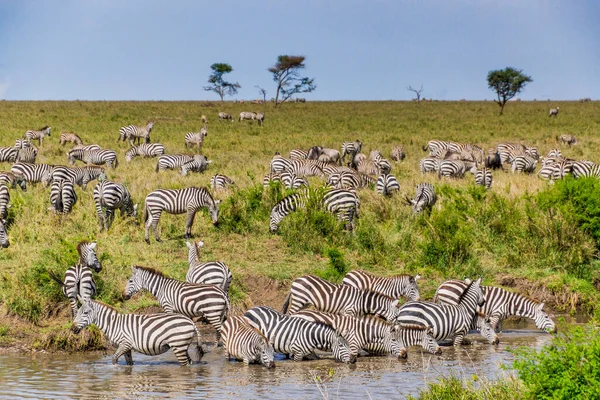 Eine Gruppe Zebras Trinkt Wasser Aus Einem Fluss Unter Blauem — Stockfoto