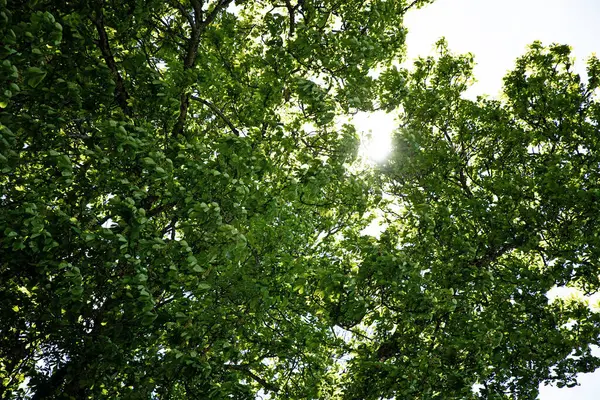 Niskokątne Ujęcie Wysokiego Drzewa Gęstymi Gałęziami Liśćmi Nieprzenikającym Przez — Zdjęcie stockowe