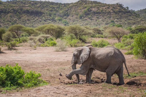 タンザニアの晴れた日にサファリを歩く美しい象 — ストック写真
