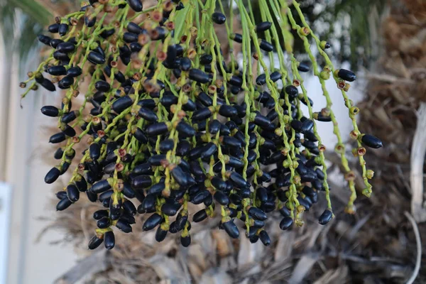 Close Date Fruits Hanging Palm Tree — Stock Photo, Image