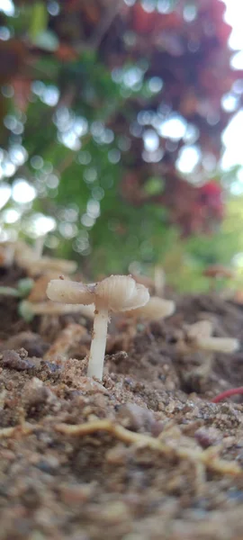 Eine Vertikale Aufnahme Eines Kleinen Pilzes Einem Wald Vor Verschwommenem — Stockfoto