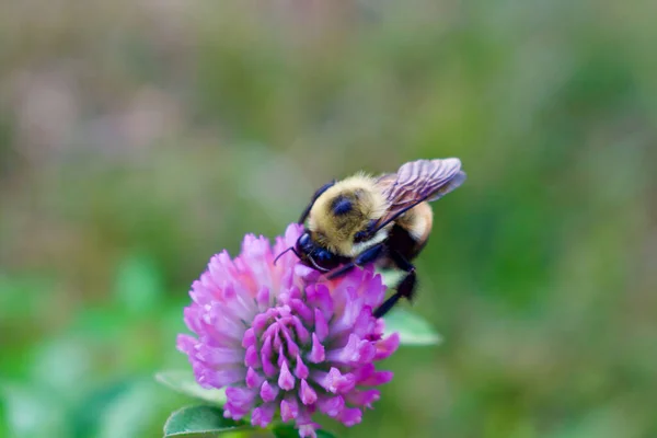 Makroaufnahme Einer Biene Auf Einer Lila Kleeblume — Stockfoto