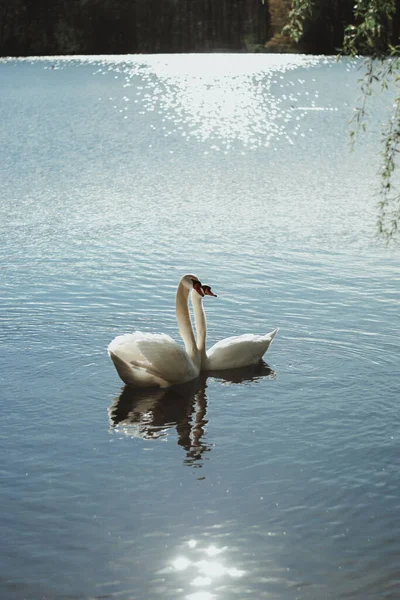 Plan Vertical Deux Beaux Cygnes Nageant Ensemble Dans Eau — Photo