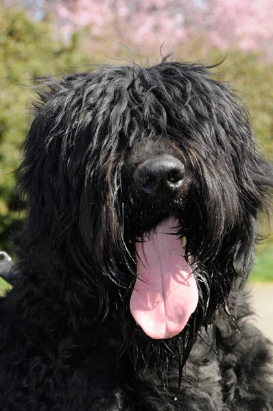 Een Verticaal Close Shot Van Een Schattige Zwarte Pluizige Hond — Stockfoto