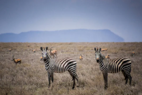 Zwei Wunderschöne Zebras Auf Safari Einem Sonnigen Tag Tansania — Stockfoto