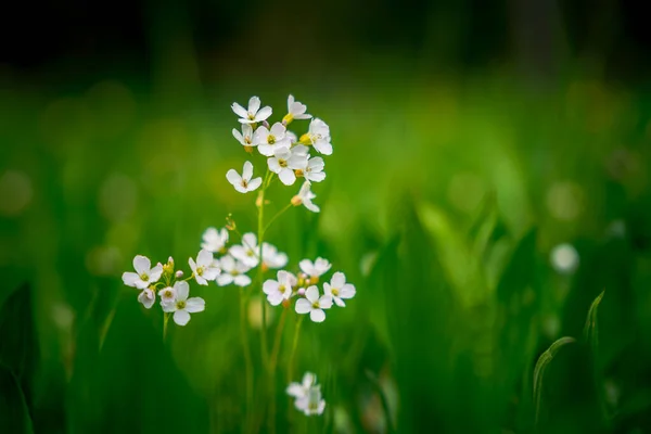緑の背景に小さな白い花のクローズアップショット — ストック写真