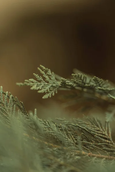 Selective Focus Shot Green Thuja Branches — Stock Photo, Image