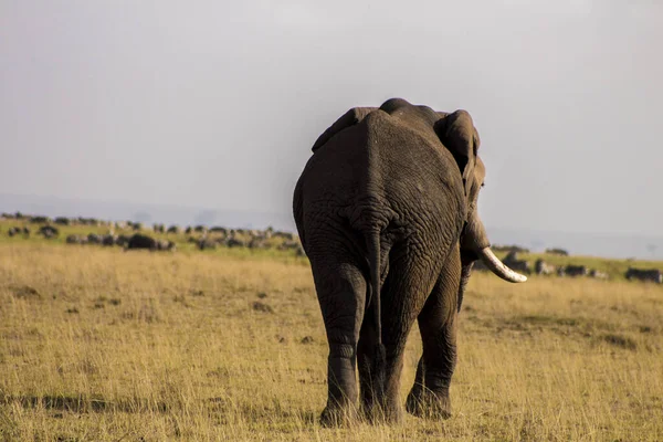 Une Vue Rare Éléphant Adulte Sur Champ — Photo