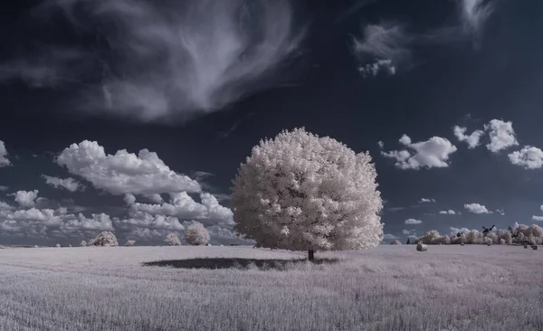 Krajobraz Śnieżnymi Drzewami Pod Niebem Chmurami — Zdjęcie stockowe
