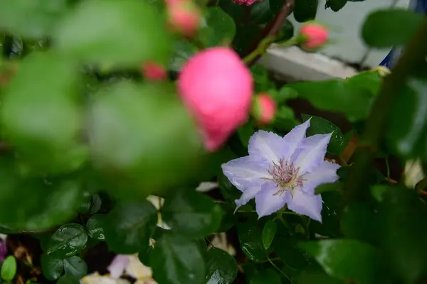 Closeup Beautiful Clematis Flowers Garden — Stock Photo, Image