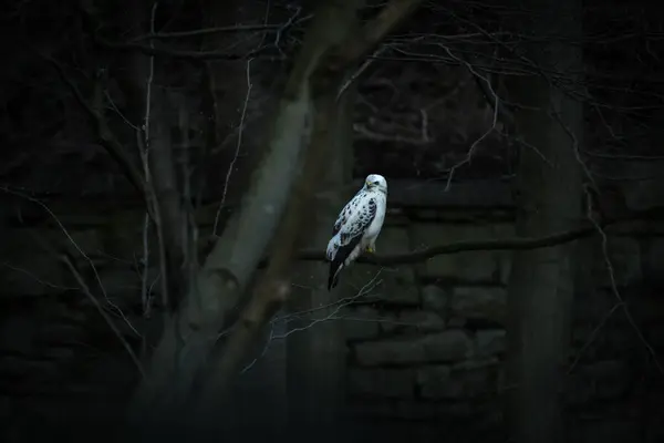 Halcón Blanco Pseudastur Albicollis Posado Sobre Una Rama Árbol — Foto de Stock