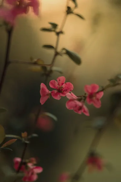 Tarlada Pembe Çiçekli Bir Dalın Dikey Görüntüsü — Stok fotoğraf