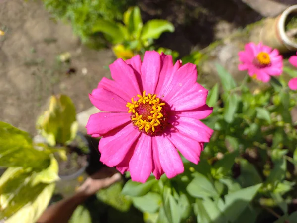 Bahçedeki Parlak Pembe Zinnia Çiçeğinin Makro Görüntüsü — Stok fotoğraf