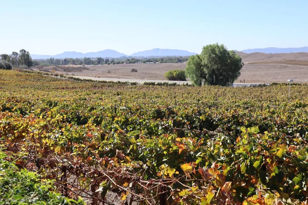 Naturlig Bild Vingården Och Det Vidsträckta Landskapet Temecula Kalifornien Usa — Stockfoto