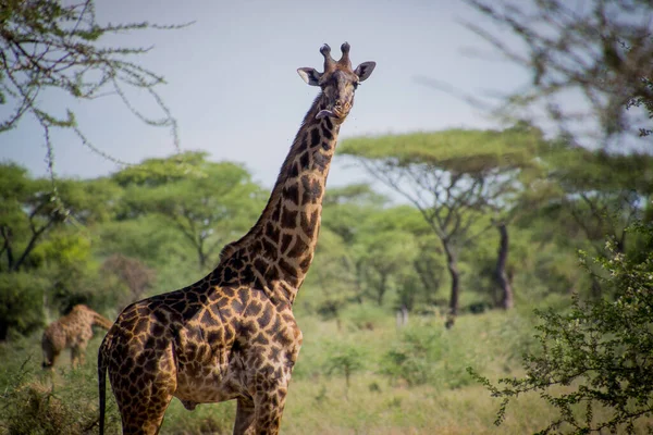Zsiráf Egy Füves Mezőn Tanzániában Afrikában — Stock Fotó