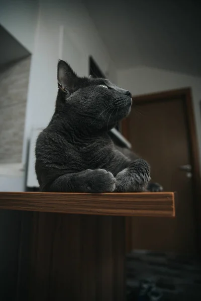 Vertical Shot Cute Black Cat Lying Wooden Surface — Stock Photo, Image