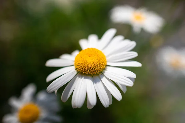 Focus Selettivo Colpo Margherita Comune Giardino — Foto Stock