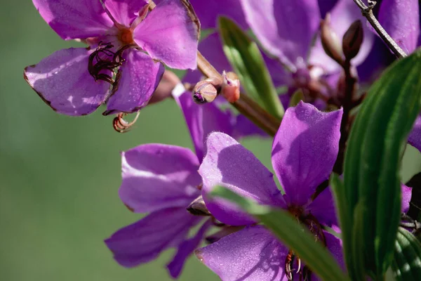Primer Plano Flores Violetas Jardín — Foto de Stock