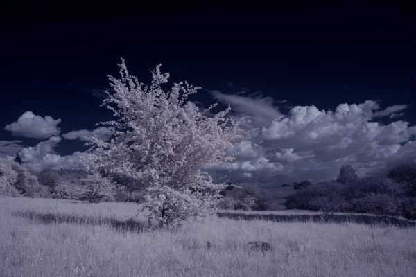 Paisaje Con Árboles Nevados Bajo Cielo Con Nubes — Foto de Stock