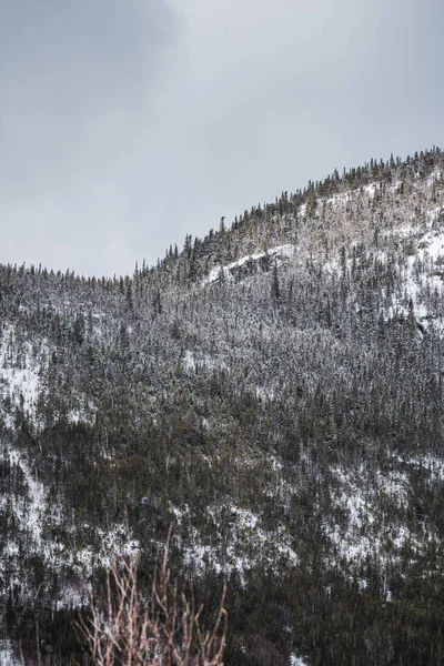 Tiro Vertical Uma Floresta Exuberante Inverno Ile Perrot Sudoeste Quebec — Fotografia de Stock