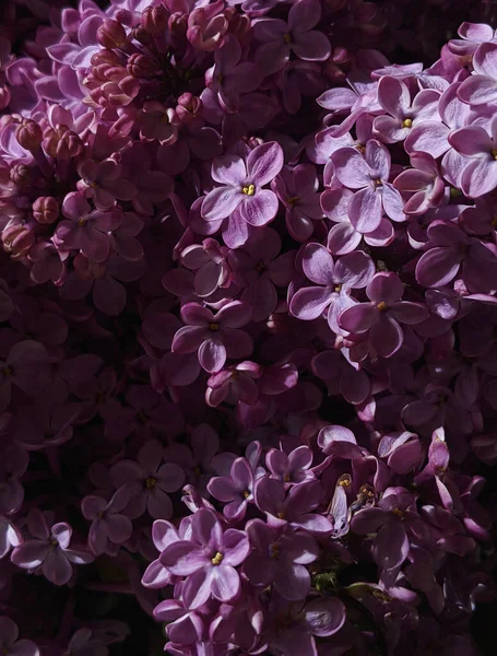 Nærbillede Smukke Lilac Blomster Solen - Stock-foto