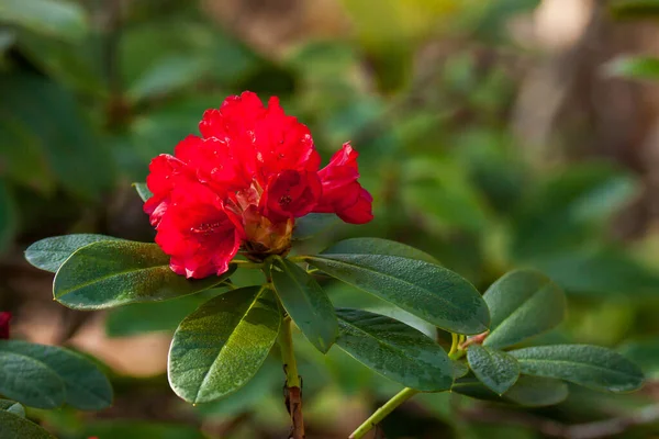 Detailní Záběr Krásné Červené Rododendron Květiny Rostoucí Zahradě — Stock fotografie