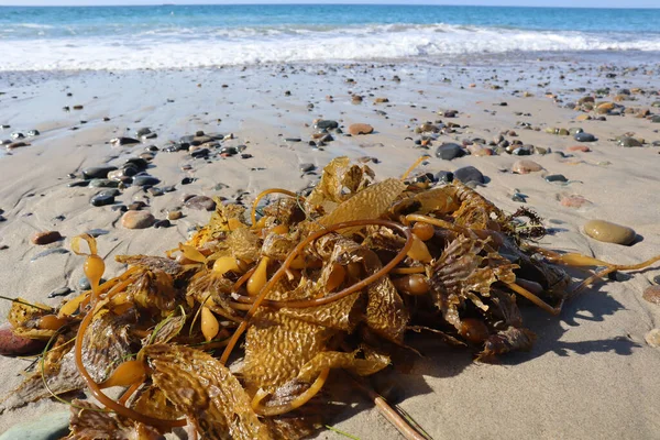 Een Close Van Zeewier Kelp Een Strand San Clemente Californië — Stockfoto