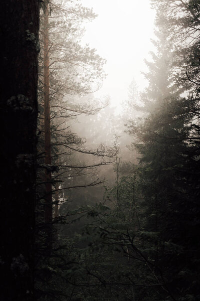 A vertical shot of light shining into a misty mysterious forest