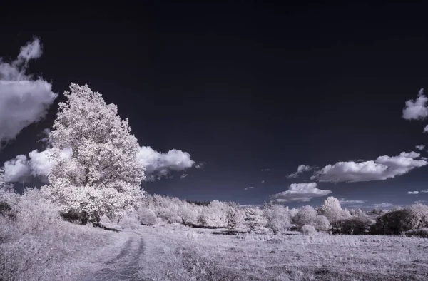 Uma Vista Campo Coberto Neve Com Árvores Arbustos Sob Céu — Fotografia de Stock