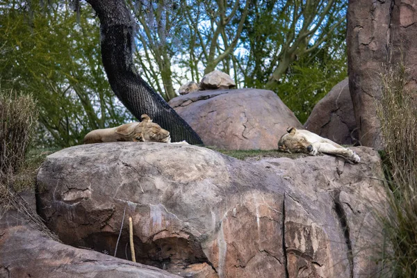 狮子睡在岩石上 — 图库照片