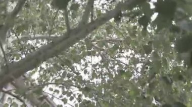 Huş ağacı yapraklarının yakın çekimi.