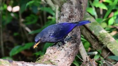 Mavi bir ıslık ardıç kuşu (Myophonus caeruleus) bir ağaç dalında yer ve yürür.
