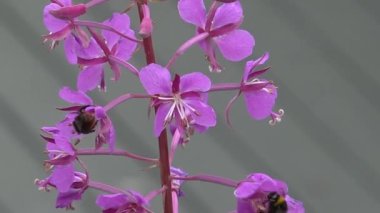 Hummel auf Purpur Bluete vor unscharfem Hintergrund