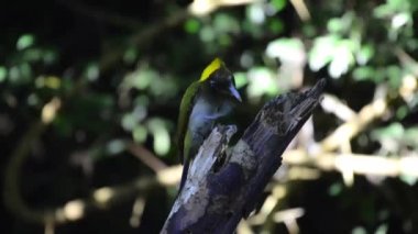 Daha büyük bir sarı maymunun (Chrylegma flavinucha) bir ağaç dalına konmuş yakın çekimi