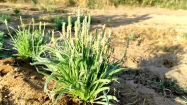 Isabgol bitkisinin güneşli bir havada bir çiftlikte büyüyen görüntüsü.
