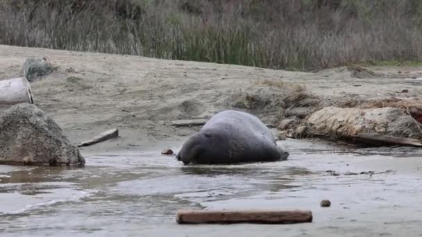 ポイントレイズ国立海岸のドレイクスビーチの象のシール — ストック動画
