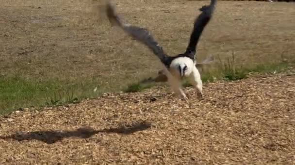 Bartgeier Gypaetus Barbatus Fliegt Tief Slomotion — Vídeo de stock