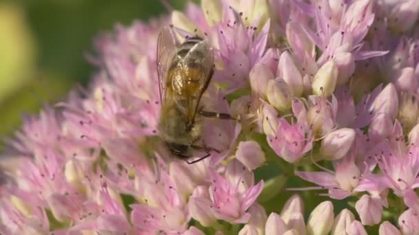 ミツバチをピンク色の花で撮影した極端なマクロ写真です — ストック動画