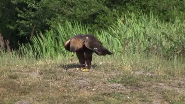 Steinadler Aquila Chrysaetos Vor Schilf Slomotion — Stockvideo