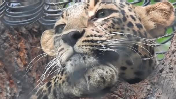 동물원에 귀여운 표범의 — 비디오
