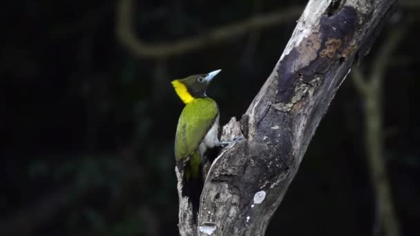 Primo Piano Una Maggiore Nuca Gialla Chrysophlegma Flavinucha Appollaiata Ramo — Video Stock