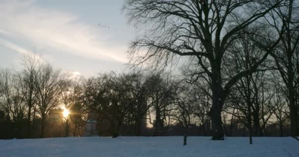 太阳在雪地的中央公园的树上闪烁着光芒 雁群在天空中飞翔 — 图库视频影像