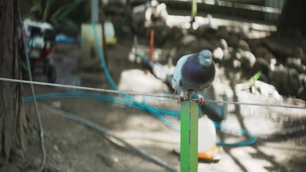 Close Uma Pomba Bonito Sentado Fio Parque — Vídeo de Stock